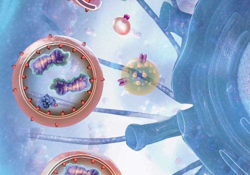 Autophagy: Your Body’s Built-in House Cleaner and How to Maximize It
