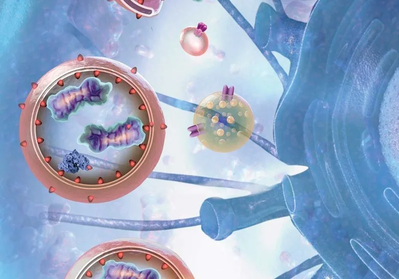Autophagy: Your Body’s Built-in House Cleaner and How to Maximize It